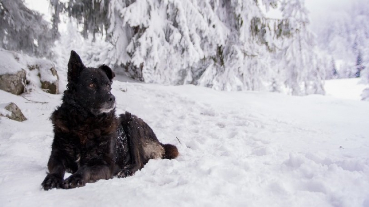 Απίστευτα διατηρημένο κουτάβι 18.000 ετών βρέθηκε στη Σιβηρία, άγνωστο ακόμη αν πρόκειται για σκύλο, λύκο ή κάτι άλλο (pics)